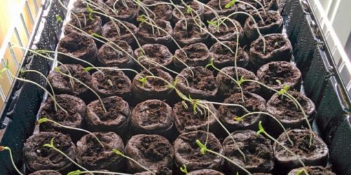 tomato-seedlings-2017-660x330-1